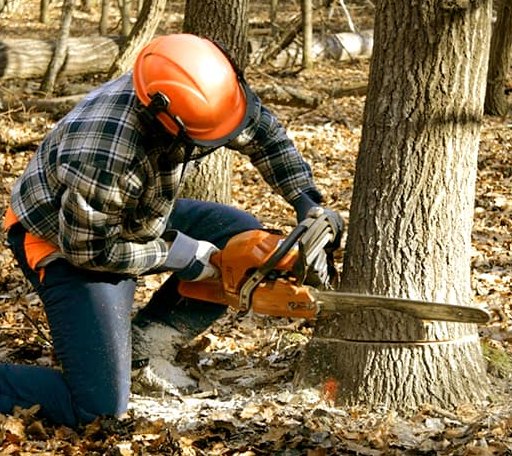 Tree Removal in Feeding Hills, MA